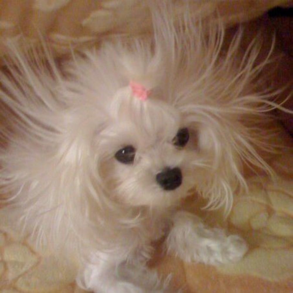 Meet your Posher, Jenny